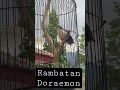 Download Lagu RAMBATAN PARUH PUTIH..
