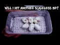 Ball Python Egg Cutting Will I Hit Another Scaleless BP