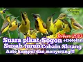 Download Lagu SUARA PIKAT SOGON SUSAH TURUN || KOMBINASI SUARA ANAKAN SOGON MENJERIT