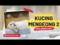 Download Lagu Kucing Mengeong Terbaru Untukmu, Bisa BUat Nada Dering loh...