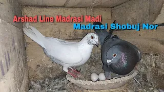  arshad pigeon habra arshad line madrasi fullsira madi u0026 shobuj nor only shok md kabirul pigeons