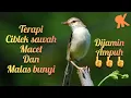Download Lagu TERAPI CIBLEK SAWAH MACET DAN MALAS BUNYI DI JAMIN AMPUH👍👍