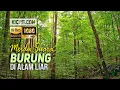 Download Lagu Merdu Suara Kicauan Burung Di Hutan Alam Liar