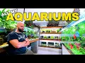 Download Lagu ENORME rondleiding door de viskamer!! 50 aquaria - duizenden vissen | juni 2025