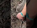 Download Lagu Huge Salamander in a Dry Florida Wetland!