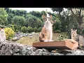 Download Lagu My Biggest Dream For Our Outdoor Cats Finally Came True !!