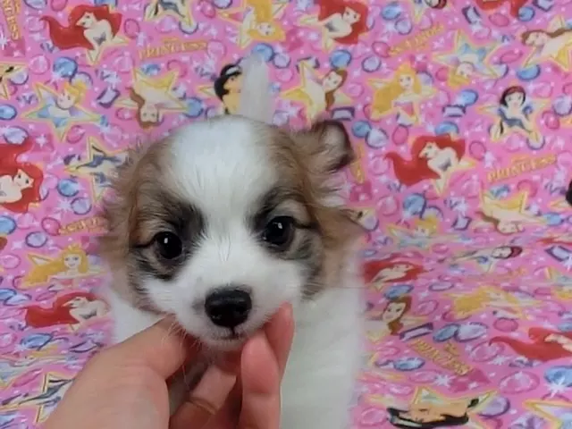 動画