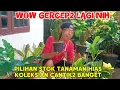 Lagu WOW GERCEP2 LAGI NIH‼️PILIHAN STOK TANAMAN HIAS KOLEKSIAN CANTIK2 BANGET