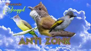 lantang suara pikat burung cucak jenggot jantan betina