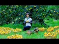Download Lagu Harvest Persimmons To Sell At The Market, Daily Life In The Countryside: Garden, Cook| Lý Tiểu Liên