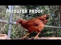 DIY Predator-Proof Coop Run Transformation Best Chicken Coop Floor System Ever