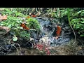 Download Lagu Moss Country 