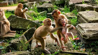 WILD MACAQUE LIFE | Kendra Holds Jony as Jessie Stays Close | Peaceful Wildlife Documentary