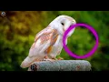 Download Lagu SUARA BURUNG SERAK DARES BURUNG HANTU