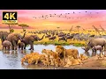 Lagu Stunning African Safari in 4K | Majestic Wildlife and Relaxing Music for Tranquil Moments