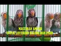 Download Lagu Masteran Ampuh Ngetik Ngekek Panjang Untuk Lovebird Balibu dan PAUD