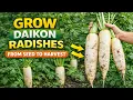 How to Grow Daikon Radish from Seed to Harvest Beginner Friendly