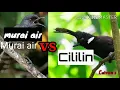 Download Lagu MASTERAN WAJIB UNTUK BURUNG LOMBA, MURAI AIR VS CILILIN PLUS AUDIO TERAPI