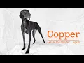 Copper a German Shorthaired Pointer Left at the Shelter Again