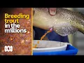 Breeding trout in the millions to be released into the wild Amazing Australia ABC Australia