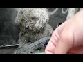 Blind dog rescue: Fiona - Please SHARE on FB & Twitter and help us raise awareness.  Thanks! #dog