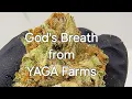 God s Breath - THCa Flower Review