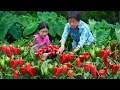 Download Lagu 辣椒菜椒都红了，发酵七天做剁椒酱，煮一桌酸辣下饭的海鲜菜｜Minced peppers sauce