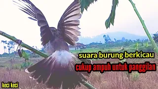 Download SUARA BURUNG CUKUP AMPUH UNTUK PANGGILAN KUTILANG LIAR BIKIN YANG LIAR GELABAKAN MP3