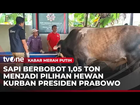 Presiden Prabowo Beli Sapi Kurban Jenis Pegon Cross Berbobot 1,05 Ton di Tangsel | Kabar Merah Putih