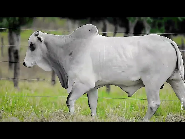 Touro Nelore CLTN - 41