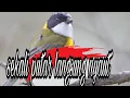 Download Lagu SUARA BURUNG BIMOLI KACILAN EMAS GACOR fart2