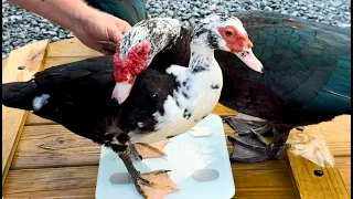 How Much Does My Muscovy Ducks Weigh