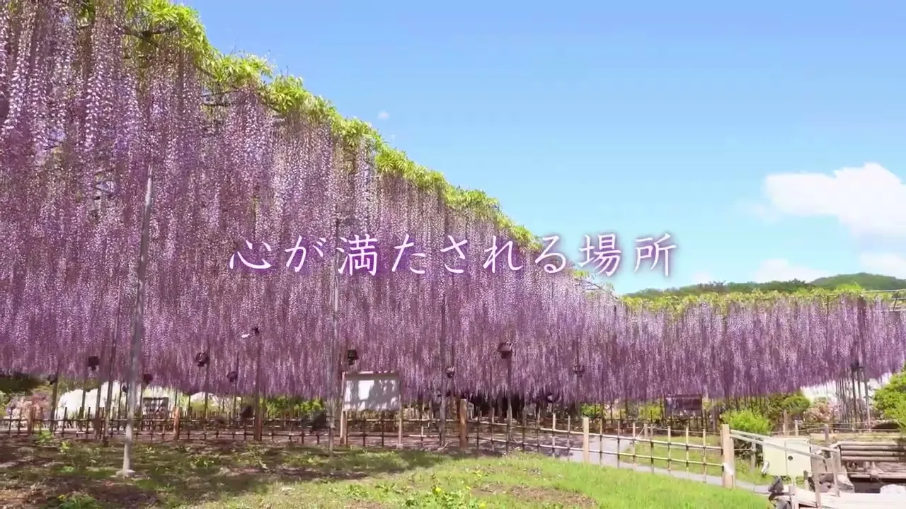 Ashikaga Flower Park Tickets — Great Wisteria Festival, Spring Flower & Rose Festivals