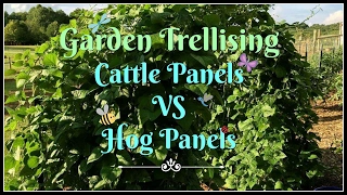 Garden Trellising Cattle Panels VS Hog Panels