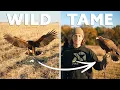 Trapping a wild hawk and training it to hunt in 6 weeks Falconery explained