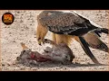 Lagu Deadliest Eagle Attacks Caught on Camera | Wild Animals