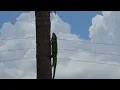 Leaping Lizard
