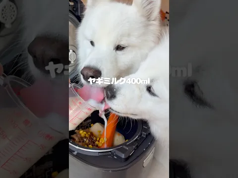 鮭チャウダーつくったら爆食してくれました!