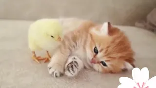 اجمل انشودة في التسامح 