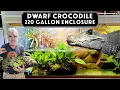 Building Awesome Dwarf Crocodile Exhibit and Planting Giant Amazon Water Lilies