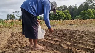 INSANELY FAST PEANUT PLANTING! THIS FARMER HAS A UNIQUE TECHNIQUE! - Agricultural Farming