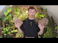 The Perfect Aroid Soil Mix | Make Your Own Chunky Mix for Monsteras & Philodendrons!