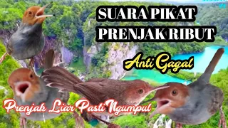 suara pikat prenjak prenjak kepala merah ribut