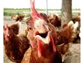 Crazy Chicken - Ringtone With Free Download Link