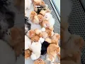 Download Lagu #singer #cover #music #pomeranian #poompoom #pets #poms #cute