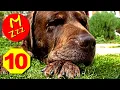 Dog Whistle to Stop Dogs Barking Silent Dog Whistle