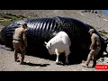 Download Lagu Animal rescue stories: Rescue mountain goats from giant slug attack