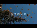 Butterflies - Kolohe Kai (Lyrics)