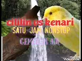 Download Lagu masteran cililin vs kenari