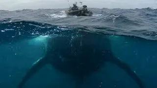 Fishermen Off Australia Encountered Something Massive — Marine Biologists Still Can't Explain